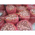 Chinese Small Shallot with 1.0-4.0cm